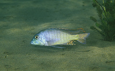 Lethrinops leptodon 'Chiloelo'